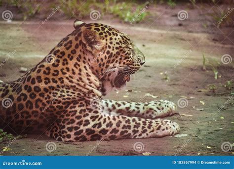 Jaguar Sitting In Cage In A Zoo In India Felidae Delhi Stock Photo