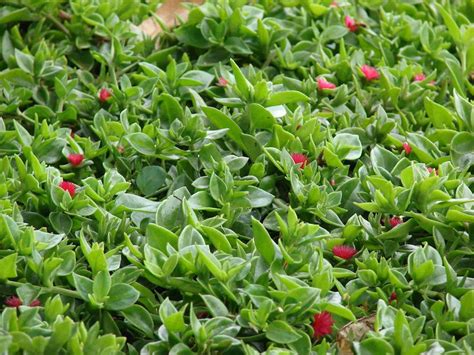 Red Apple Ice Plant Is At Risk To Downy Mildew Total Landscape Care