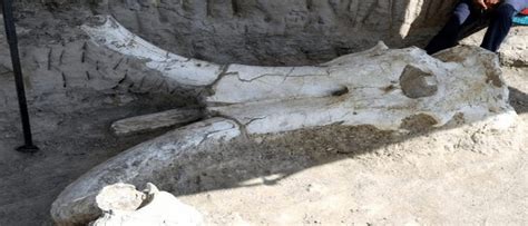 Remains Of A 75 Million Years Old Mammoth Discovered In Caesarea