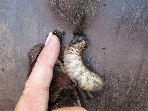 We did not find results for: Andie's Way: Got Grubs? You Need Nematodes!