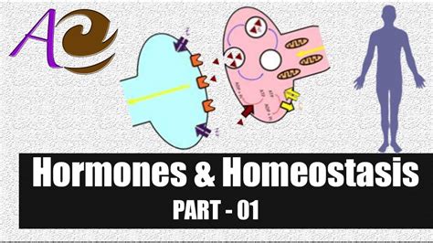 Hormones And Homeostasis Part 01 Endocrinology Lecture 07 Youtube