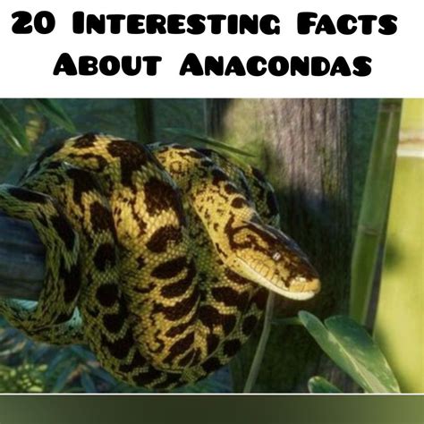 Anaconda Facts For Kids On Wildlife Podcast Artofit