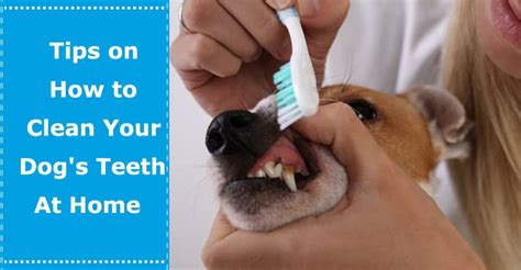 Tips On How To Clean Your Dogs Teeth At Home Petxu