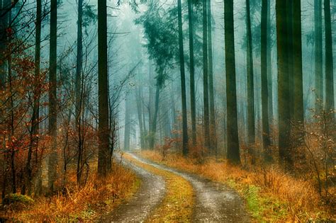 Forest Pathways Photo · Free Stock Photo