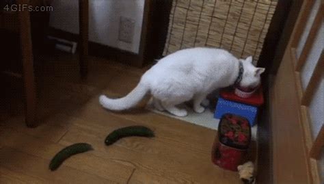 10 Cats Spooked By Scary Cucumbers Petguide