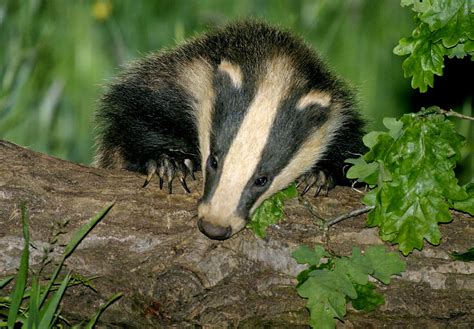 Qualia And Other Wildlife The Badger Cull