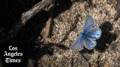 She Helped Save The Palos Verdes Blue Butterfly From Extinction Youtube
