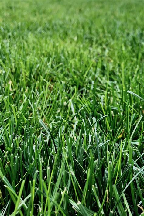How Do Grass Grow Cheap Offer Save 56 Jlcatjgobmx