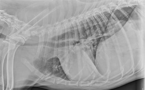 Canine Megaesophagus Radiograph