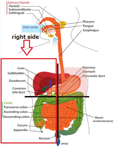 Right Side Abdominal Pain Causes Signs Symptoms Diagnosis Tests
