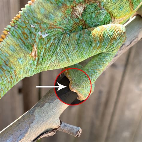 How To Tell The Difference Between A Male And Female Veiled Chameleon