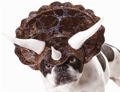 13 Most Hilarious Dog Halloween Costumes Ever