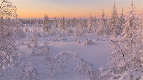Snow Covered Pine Trees In Snow Field During Sunrise Hd Nature Wallpapers Hd Wallpapers Id