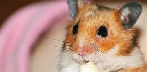 What Do You Need For A Hamster Petitepetsworld