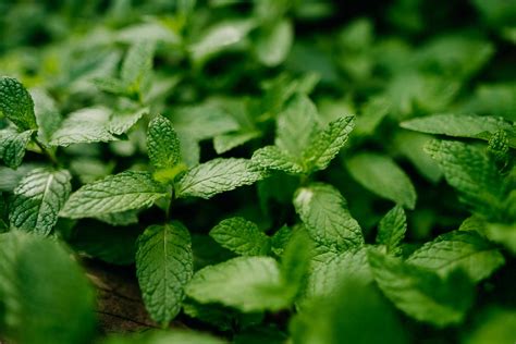11 Types Of Mint To Grow In Your Garden