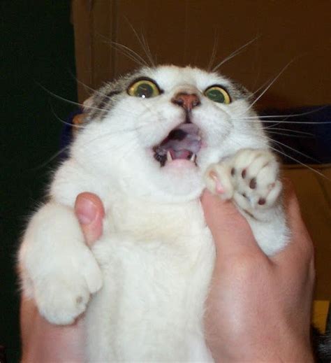 Grasp The Incredible Funny Scary Cat Pictures Hilarious Pets Pictures
