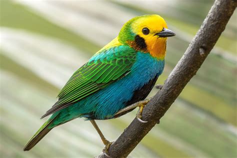 Colombia Endemic Multicoloured Tanager Tangara Multicolor