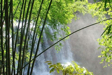 Top 6 Bamboo Forests In China Best Bamboo Seas In China 2024