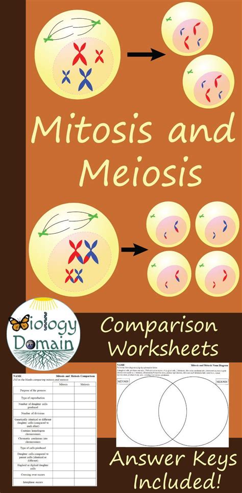 Mitosis And Meiosis Comparison Worksheets Meiosis Mitosis Cell Division