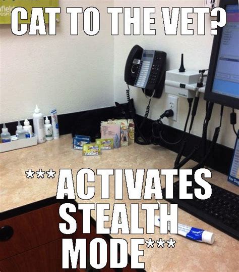 Gather The Unbelievable Funny Vet Cat Memes Hilarious Pets Pictures