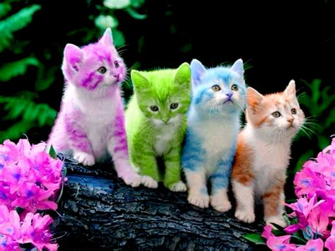 Tumblr is a place to express yourself, discover yourself, and bond over the stuff you love. Cute Kitten Wallpapers ·① WallpaperTag