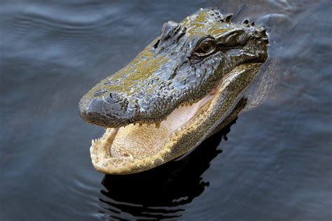 Alligator Free Stock Photo Public Domain Pictures