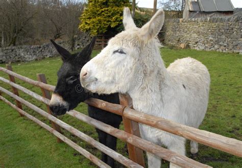 Two Donkeys Stood In A Field Stock Image Image Of Pair Black 28165611