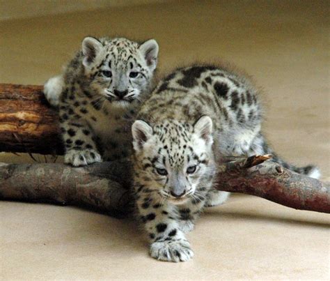 18 Best Baby Snow Leopard Images On Pinterest Animal Babies Baby