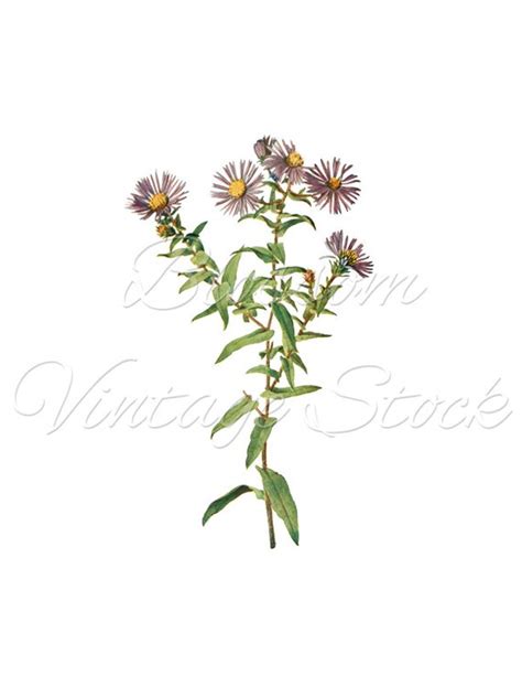 Daisy Botanical Illustration Violet Flowers Digital Image