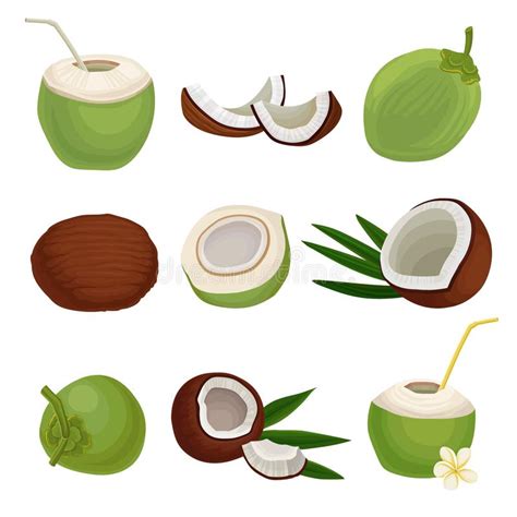 Young Coconuts Tree Stock Illustrations 24 Young Coconuts Tree Stock