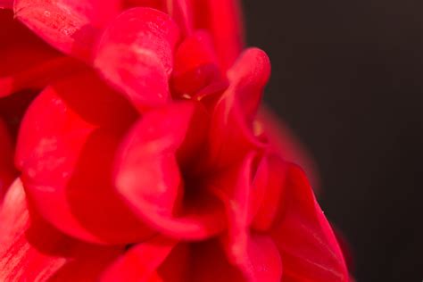Wallpaper Red Rose Pink Flower Blomma Makro Petal