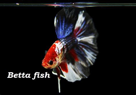 10 Ornamental Fish For Beginners