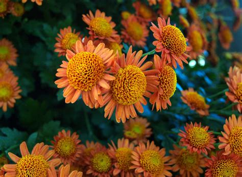 The Different Types Of Chrysanthemums Garden Lovers Club