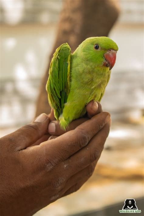 Indian Parrot Bird