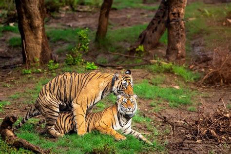Bengal Tiger Mating Behavior And Cub Rearing