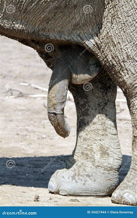 P Nis Masculino Do Elefante Foto De Stock Imagem De Africano Reserva