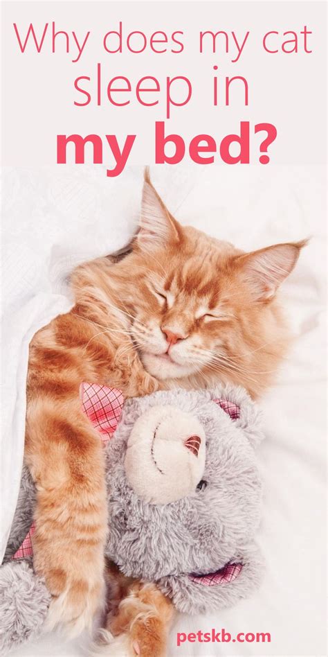 Does Your Cat Snuggle Into Bed With You Or Your Favorite Bear It May