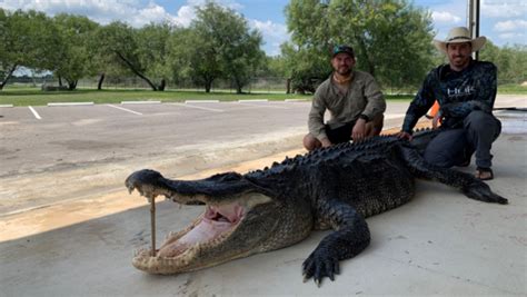 Hunters Catch Monster 14 Foot Alligator In Texas Netizens Calls It