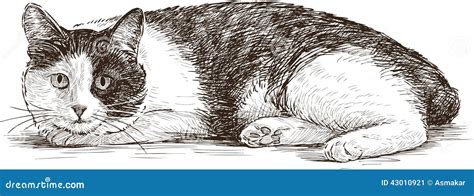 Drawings Of Cats Laying Down Cat Meme Stock Pictures And Photos