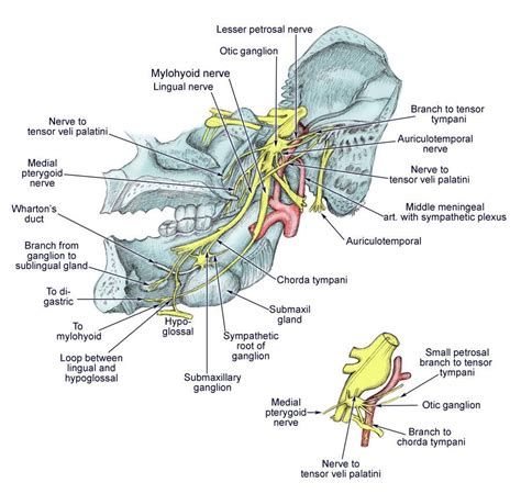 Diagram Of The Third Branch Mandibular Of The Trigeminal Nerve With