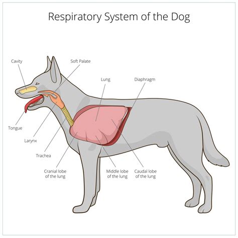 Respiratory System Hal And Zen