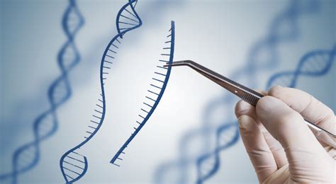 Genetic Engineering Made Simple Dna Diagnostics Centre