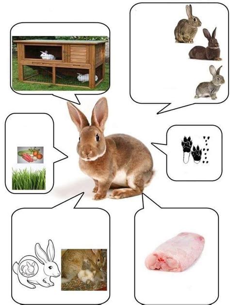 Conejo Fichas De Animales Actividades De Los Animales Proyectos De