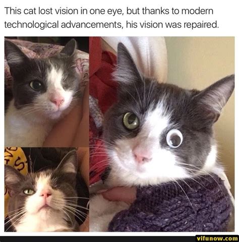 77 Best Sad Cat Meme Creator Images On Pinterest Sad Cat Meme Cats And Cool Memes