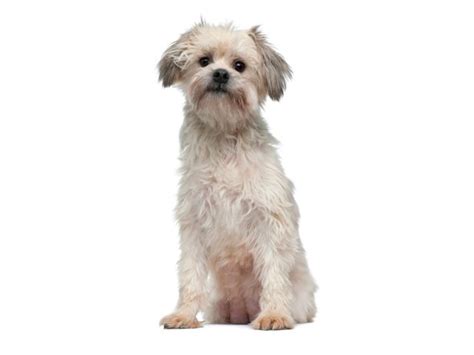 Petit chien lion, little lion dog) is a breed of small dog. Løwchen | Dyrebar.no