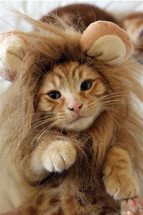Meow Roaaaar This Pint Sized Lion Is Adorable Welovecats