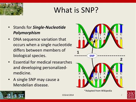 Snp Variant Figure 1 From Role Of The 5 Httlpr And Snp Promoter