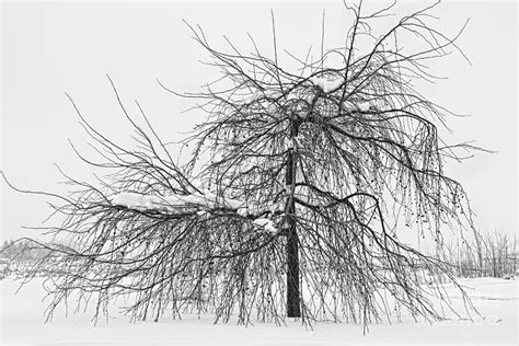 Wild Springtime Winter Tree Black And White Photograph By