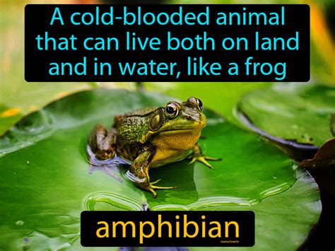 Amphibian Definition And Image Gamesmartz
