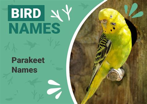 100 Parakeet Names Ideas For Colorful And Musical Parakeets Pet Keen